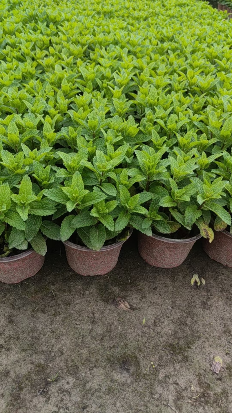 薄荷、薄荷盆苗、食用薄荷、薄荷工程苗批发
