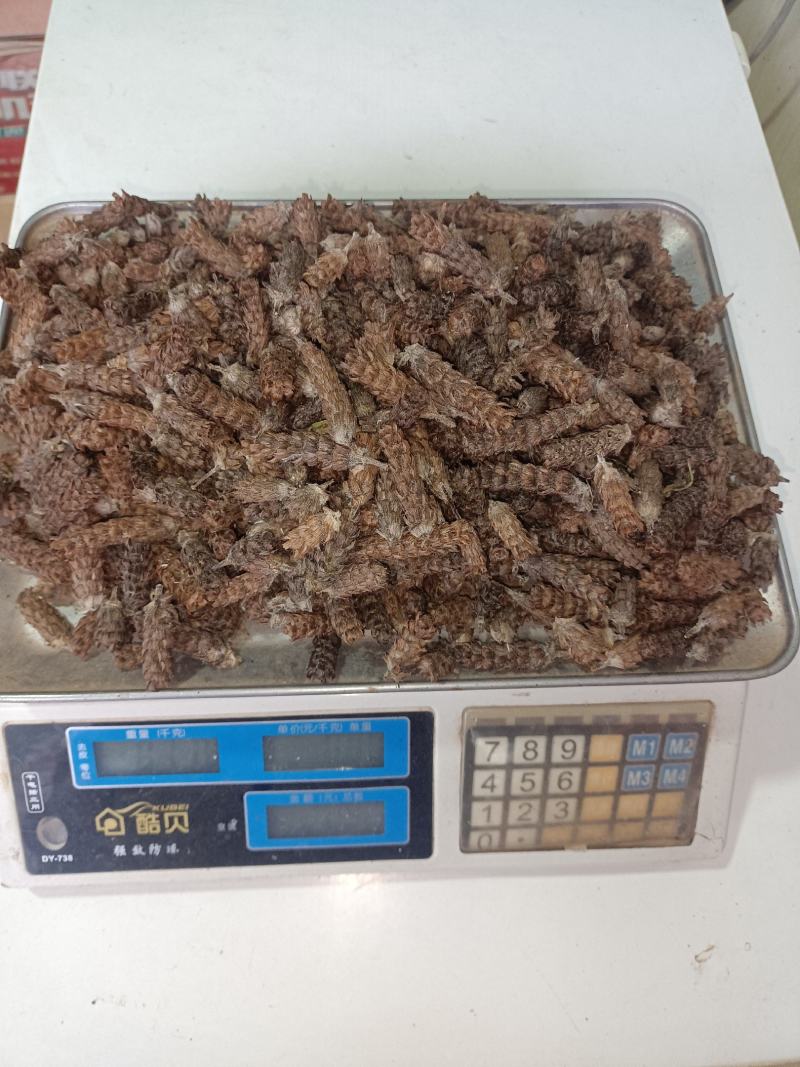 夏枯球纯野生无杂质，无任何化肥，农药，天然吸取精华而生长