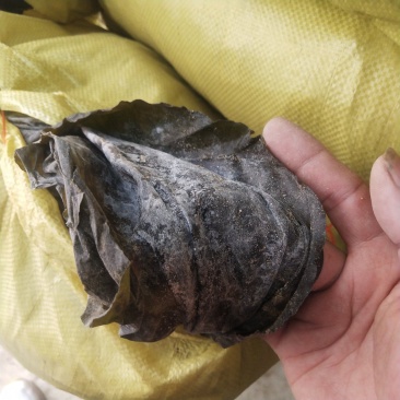 干海带海带挂菜海带结海带丝烘干海带丝压缩海带丝新海带