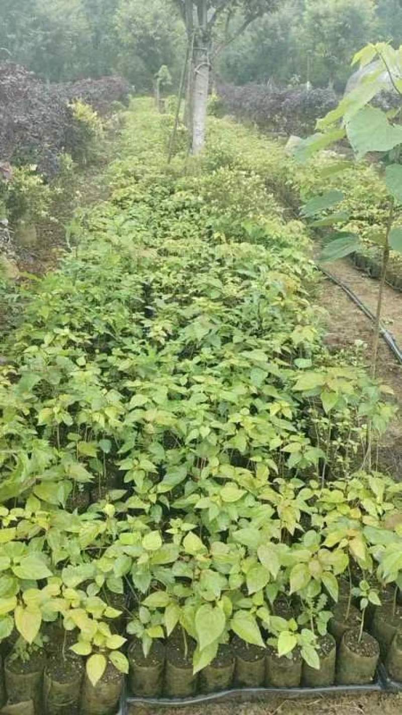 毛叶山桐子杯苗
