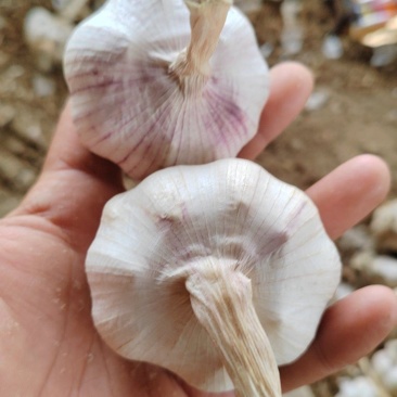 大蒜干蒜