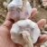 大蒜干蒜