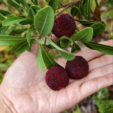 仙居杨梅自己家种植一件代发