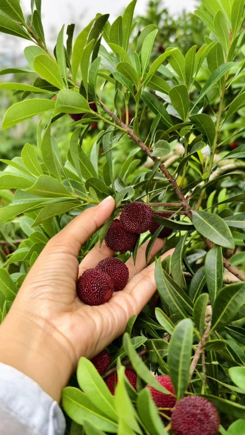 仙居杨梅自己家种植一件代发