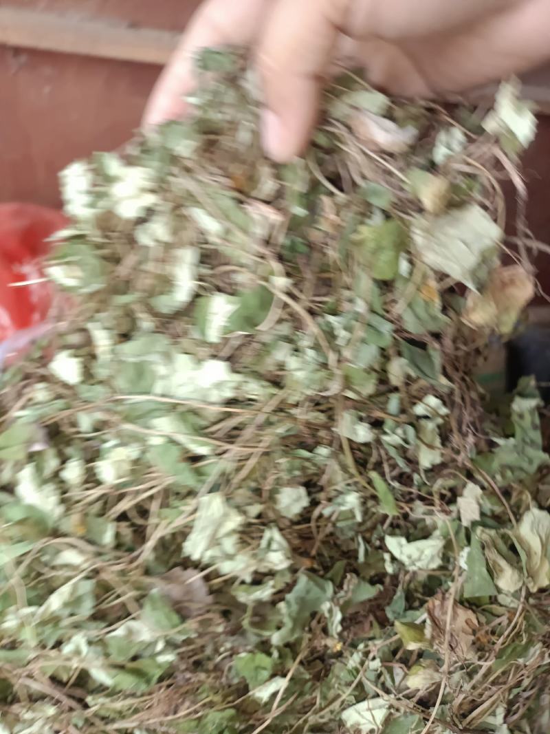 大叶金钱草，纯野生，无杂质，货源充足
