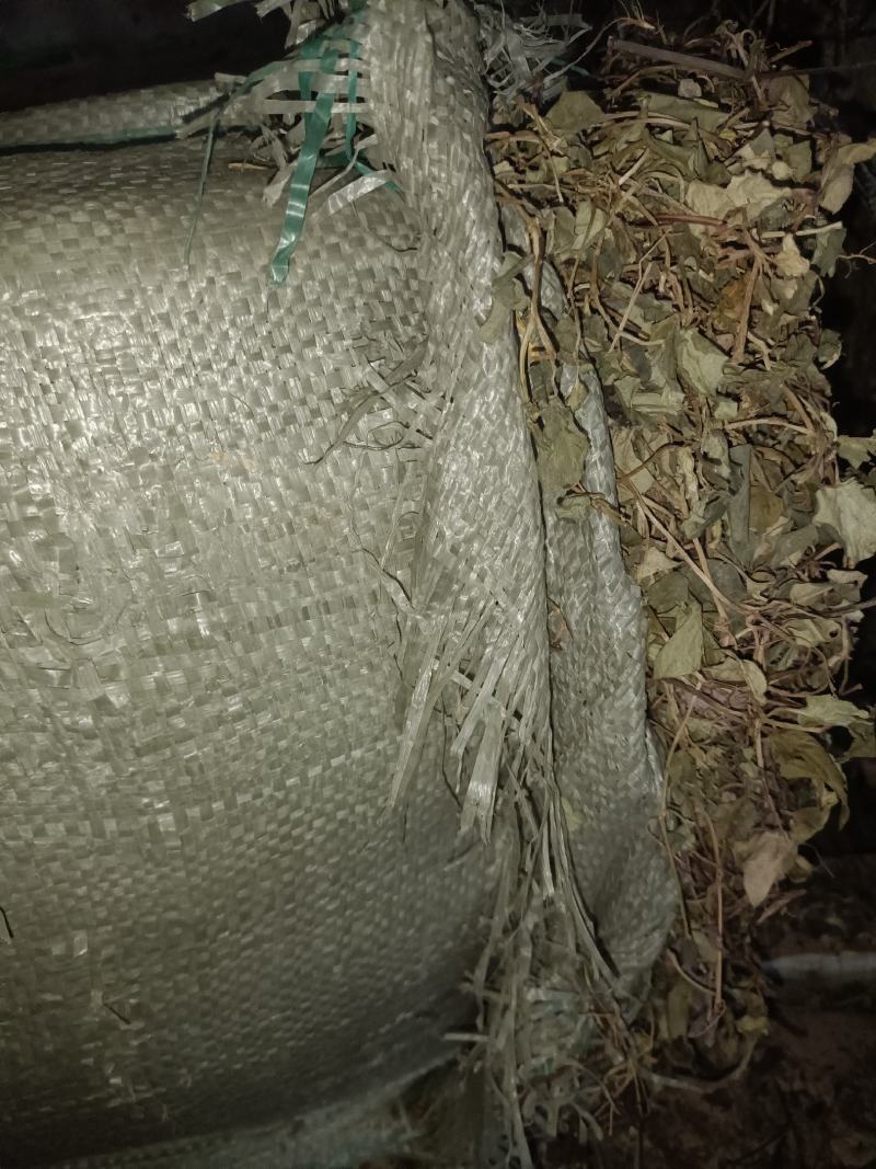 大叶金钱草，纯野生，无杂质，货源充足