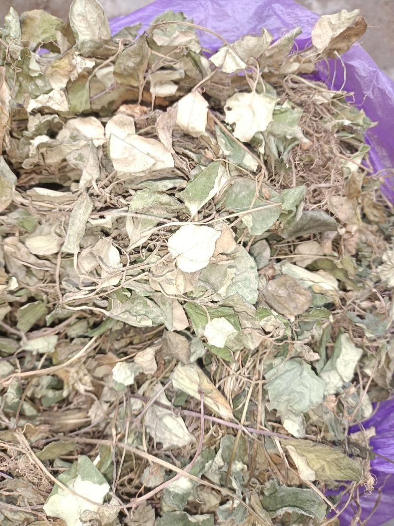 大叶金钱草，纯野生，无杂质，货源充足
