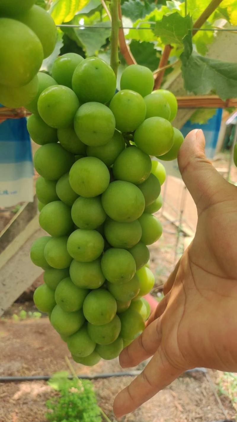 精品阳光玫瑰葡萄弥勒基地大量上市中欢迎来电采购