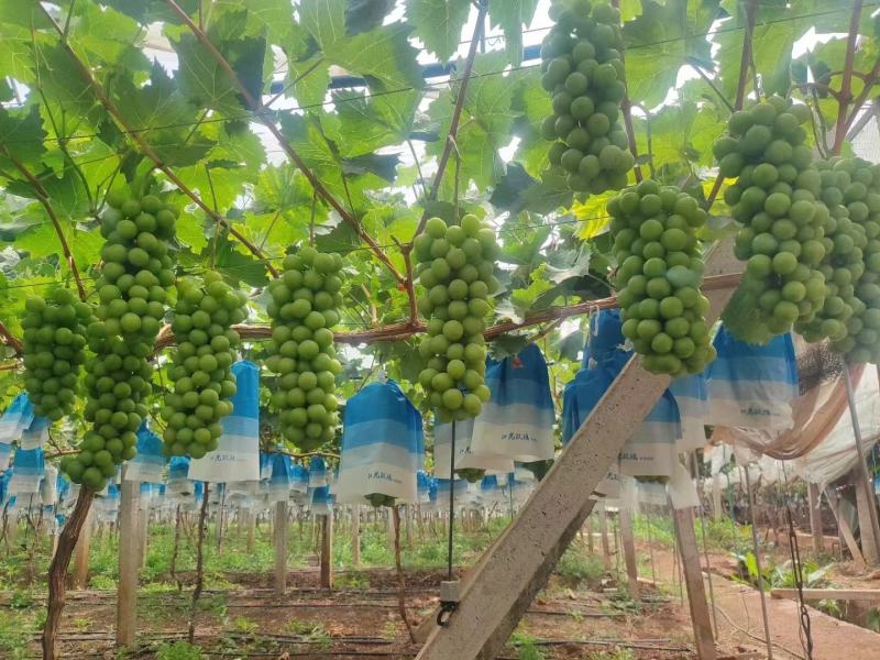 精品阳光玫瑰葡萄弥勒基地大量上市中欢迎来电采购