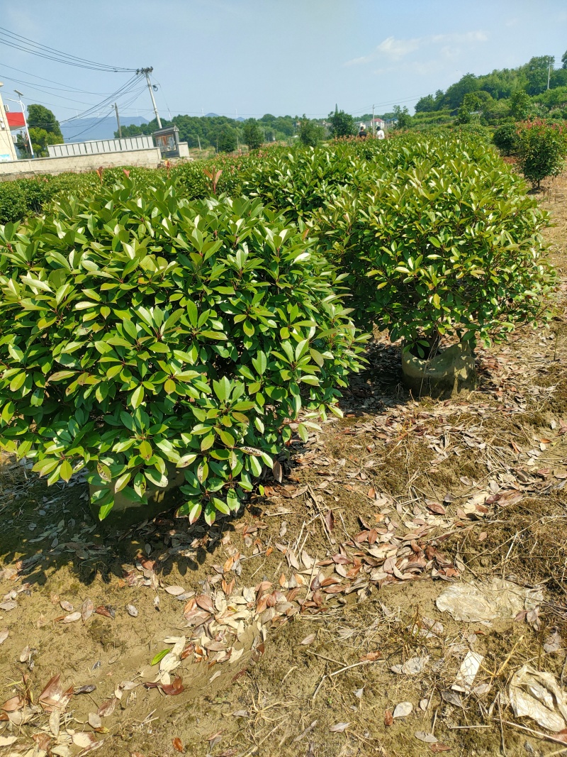 黄杨江西金边黄杨基地直发免费提供技术可视频看货