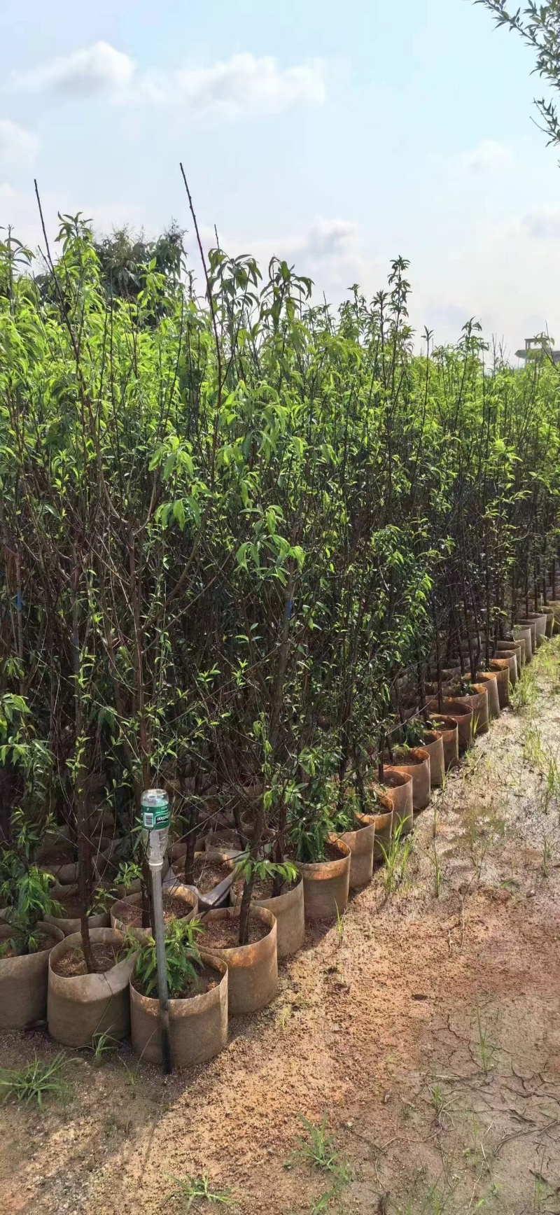 出售碧桃3-5公分。基地直销欢迎前来选购，可视频看货