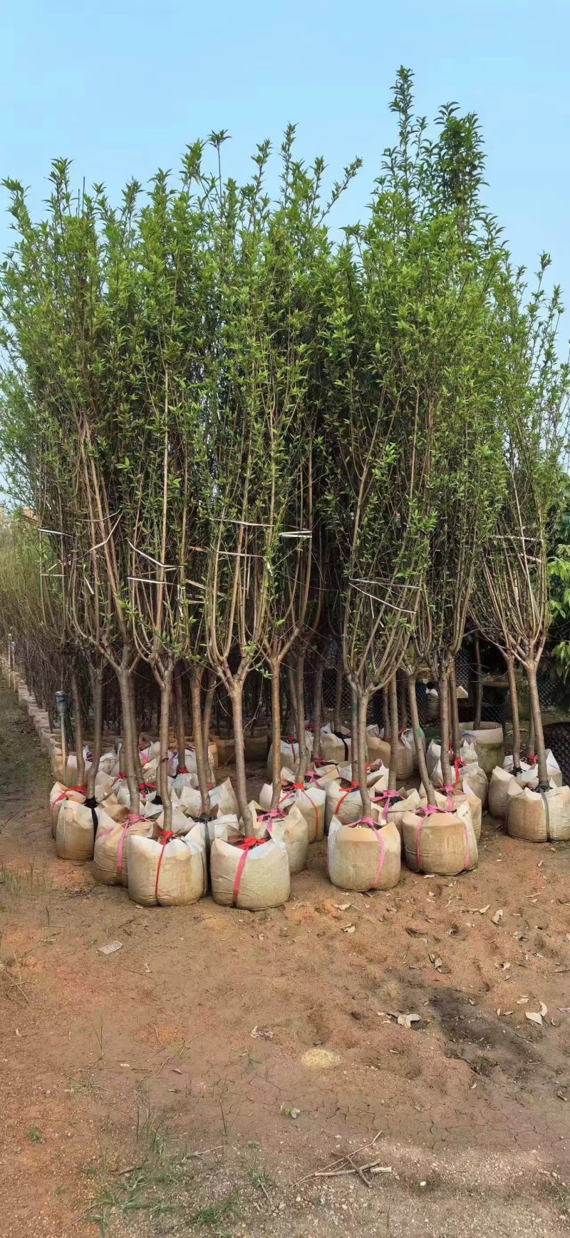 出售碧桃3-5公分。基地直销欢迎前来选购，可视频看货