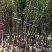 出售碧桃3-5公分。基地直销欢迎前来选购，可视频看货