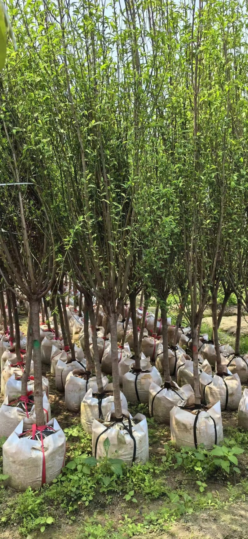 出售碧桃3-5公分。基地直销欢迎前来选购，可视频看货
