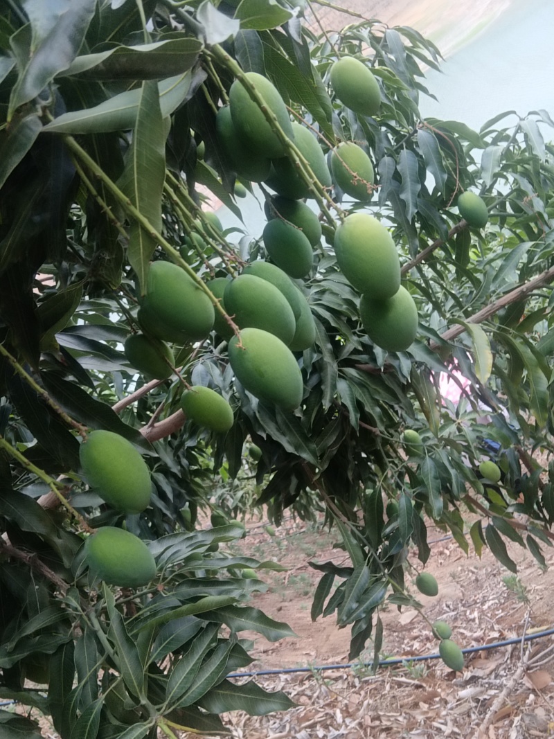 凉山椰香芒果