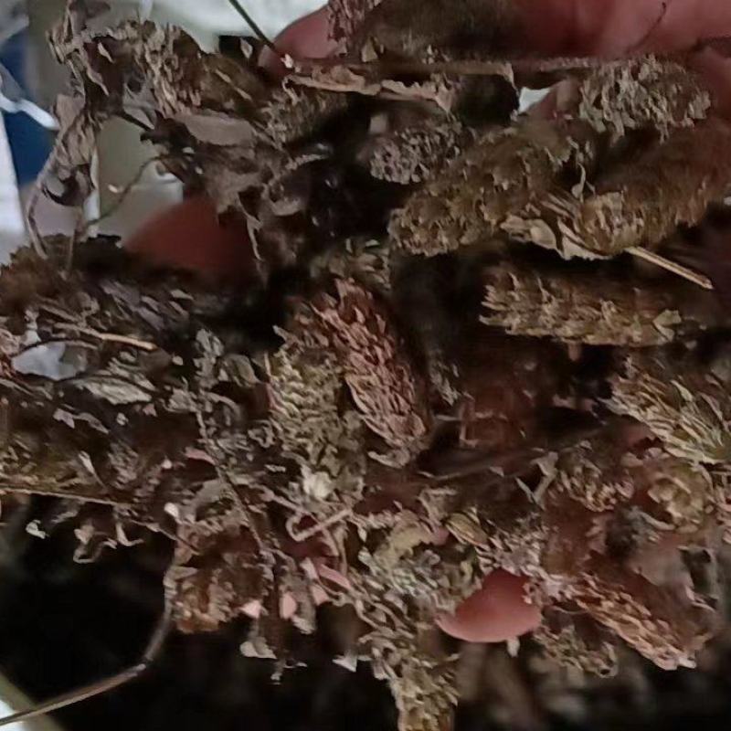 野生夏枯球上货了需要的联系贵州货野生的量不大需要抓紧下单