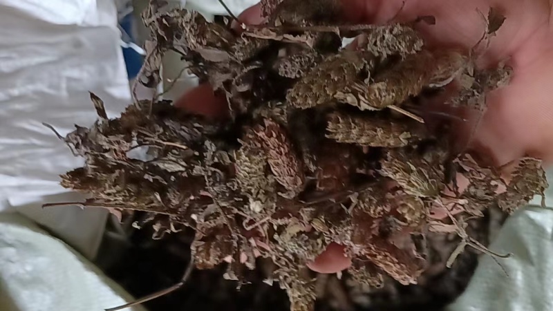 野生夏枯球上货了需要的联系贵州货野生的量不大需要抓紧下单