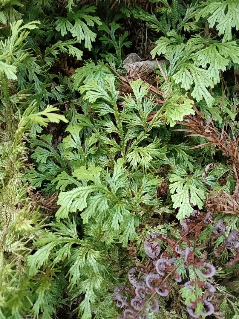 野生夏枯球上货了需要的联系贵州货野生的量不大需要抓紧下单