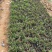 荷兰菊杯苗大盆小盆多年生须根花卉基地直发技术指导