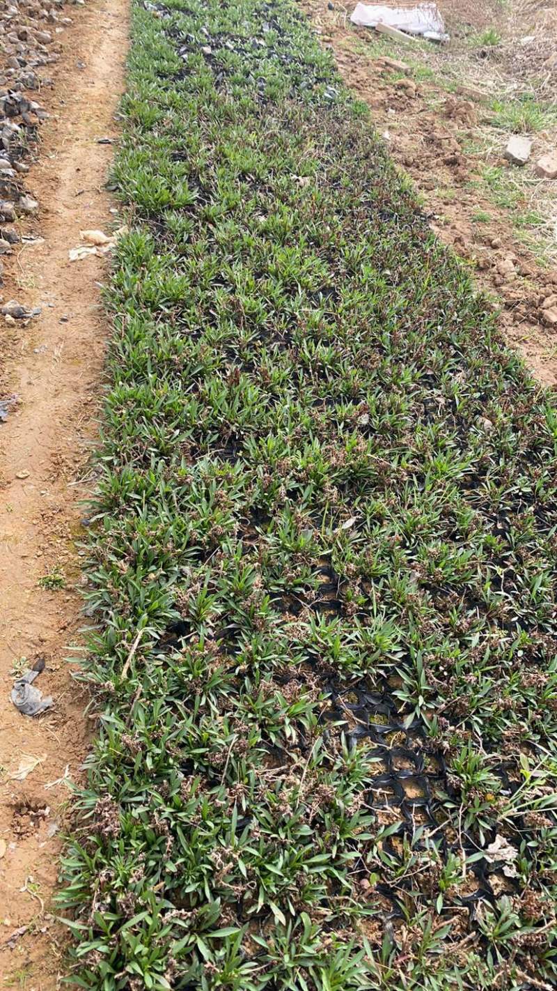 荷兰菊杯苗大盆小盆多年生须根花卉基地直发技术指导