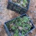 荷兰菊杯苗大盆小盆多年生须根花卉基地直发技术指导