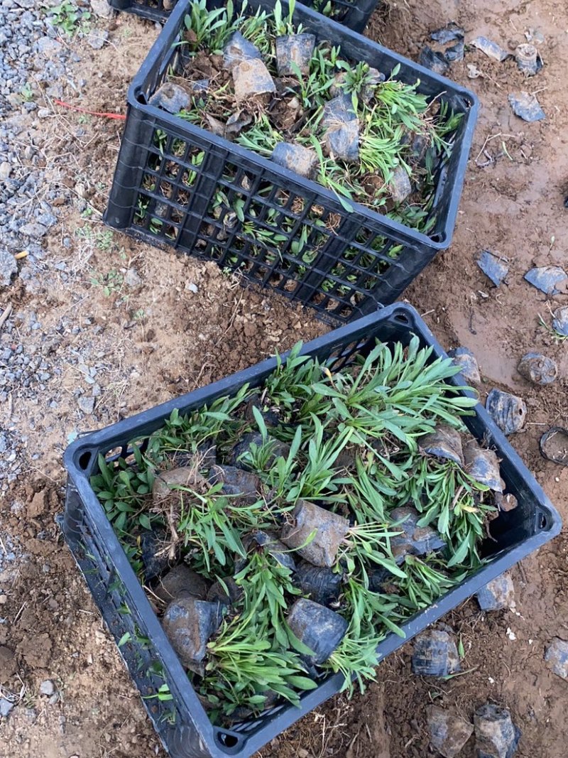 荷兰菊杯苗大盆小盆多年生须根花卉基地直发技术指导