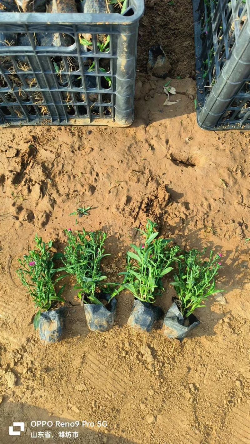 荷兰菊杯苗大盆小盆多年生须根花卉基地直发技术指导