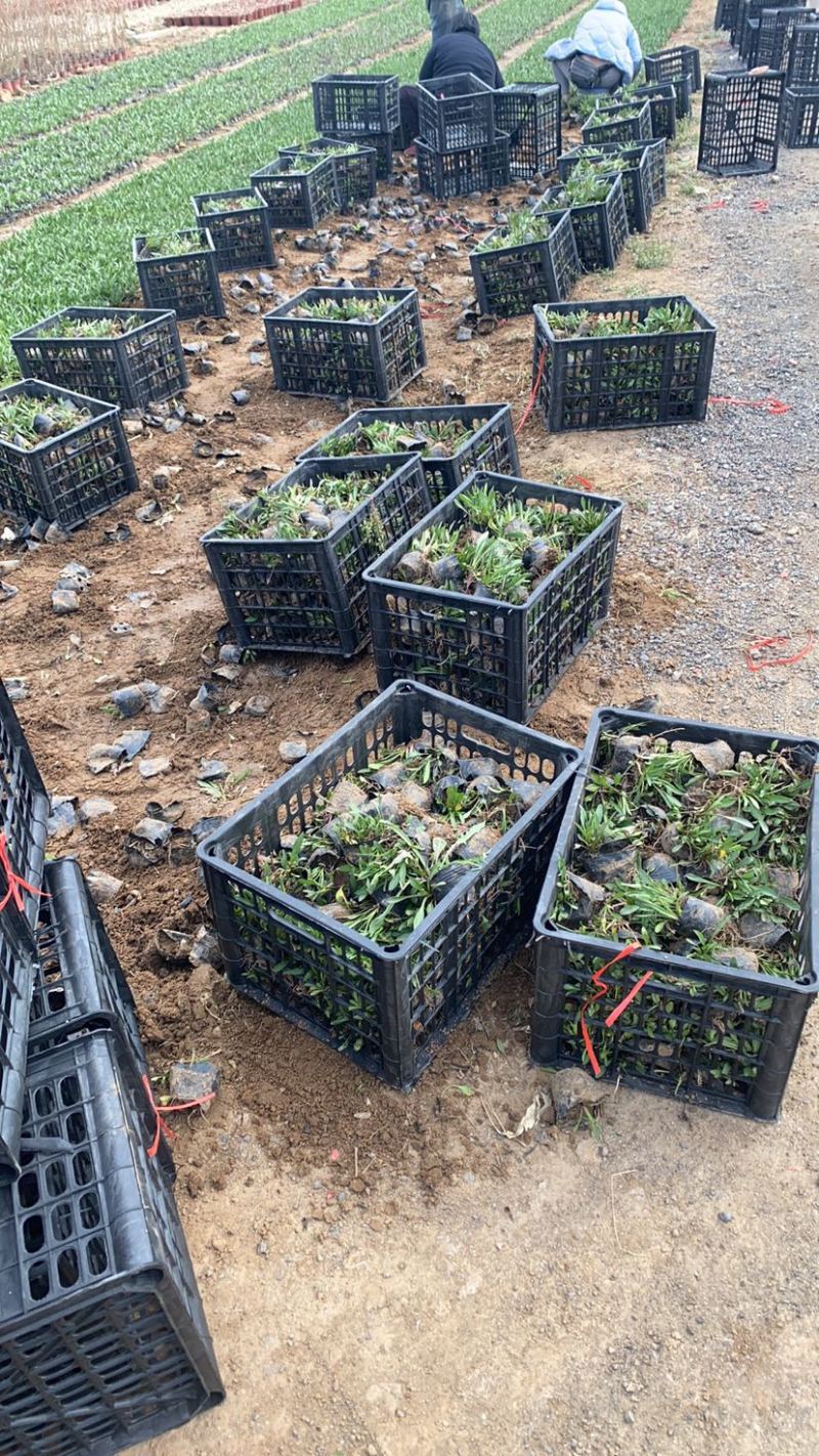 荷兰菊杯苗大盆小盆多年生须根花卉基地直发技术指导