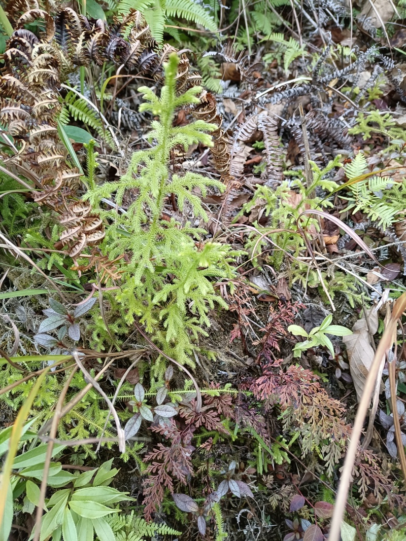 野生夏枯球上货了需要的联系贵州货野生的量不大需要抓紧下单