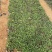 荷兰菊杯苗大盆小盆多年生须根花卉基地直发技术指导