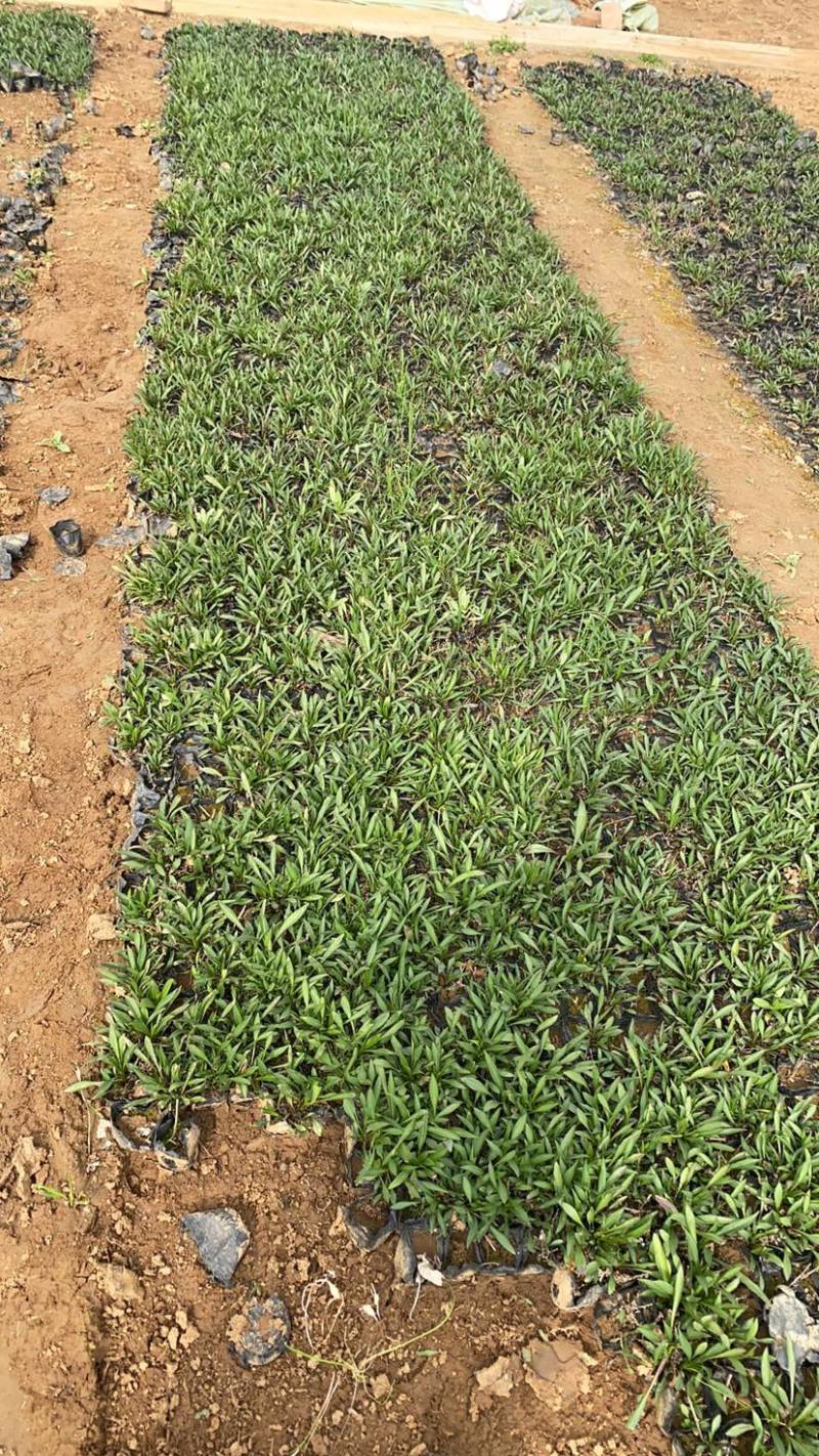 荷兰菊杯苗大盆小盆多年生须根花卉基地直发技术指导