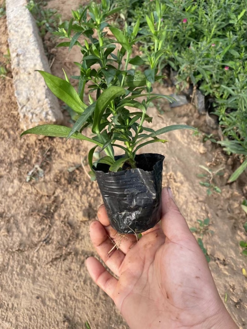 荷兰菊杯苗大盆小盆多年生须根花卉基地直发技术指导