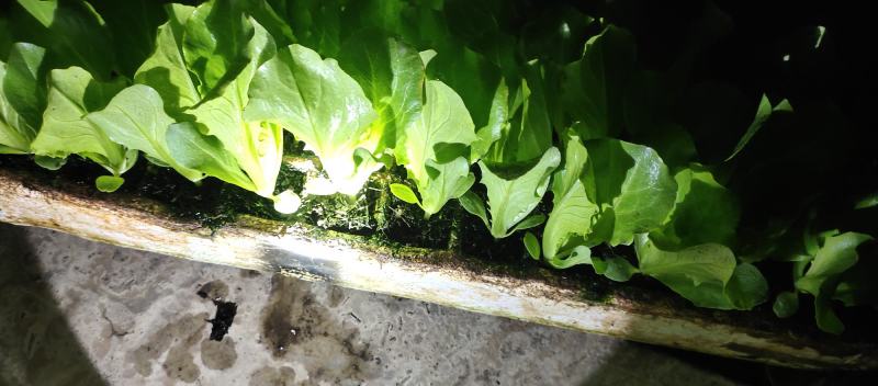 云南水漂苗:生菜苗，大量有货，欢迎各位老板咨询采购