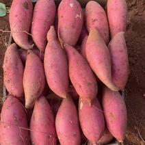 红薯.地瓜，紫薯.西瓜红.大量货源，质量保证，代发全国