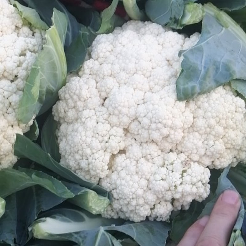 精品松花菜散白花河北产地直发对接全国市场