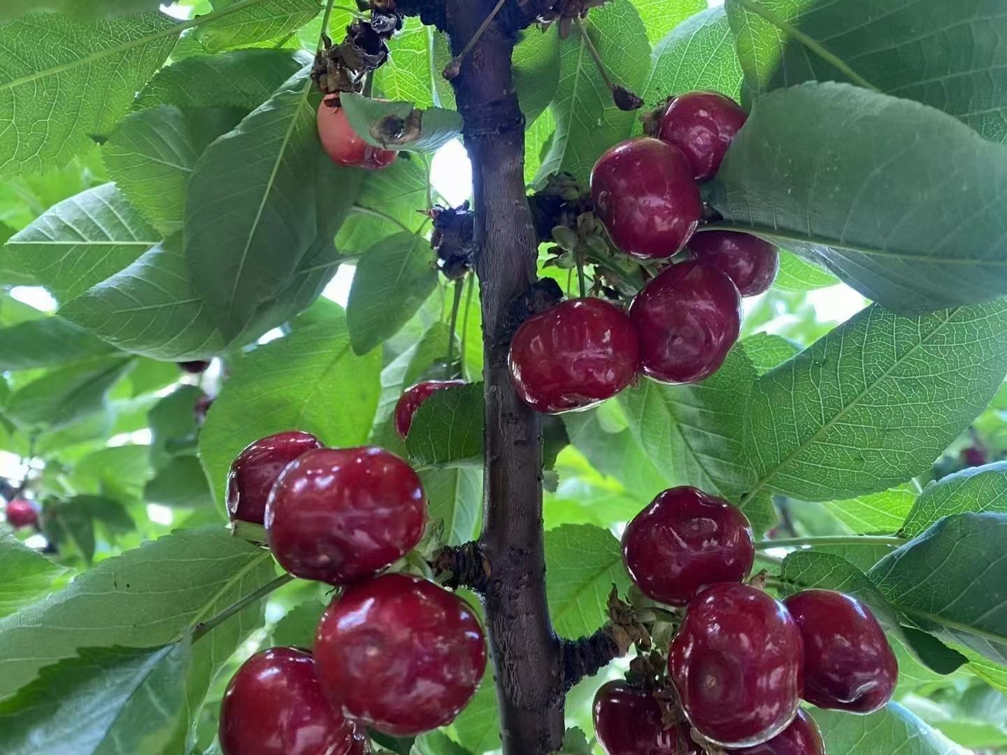 车厘子树在温带果园中开花