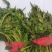 香椿，电商香椿咸菜全部现货，