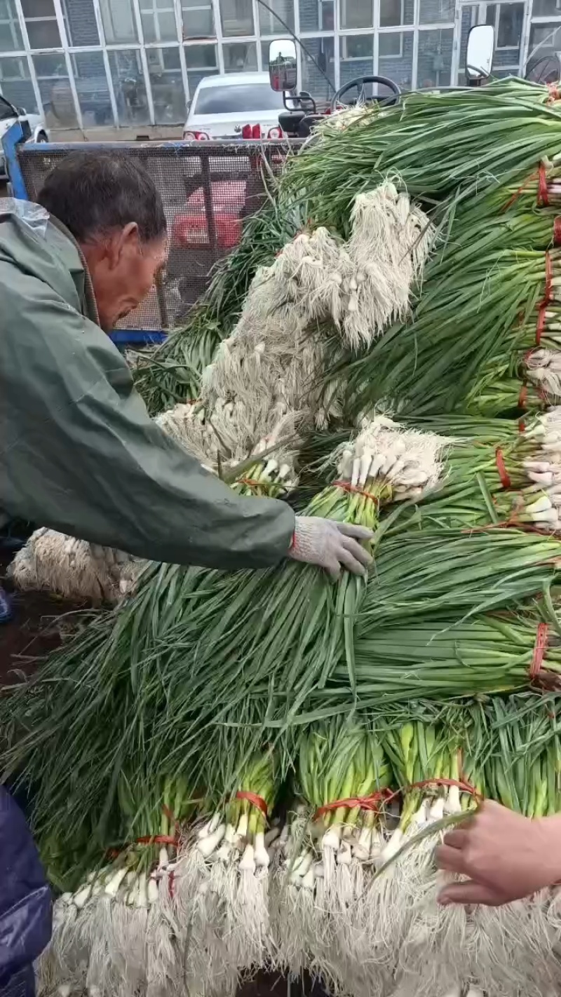 吉林一点红蒜苗上市，量大质优，产地代办代发