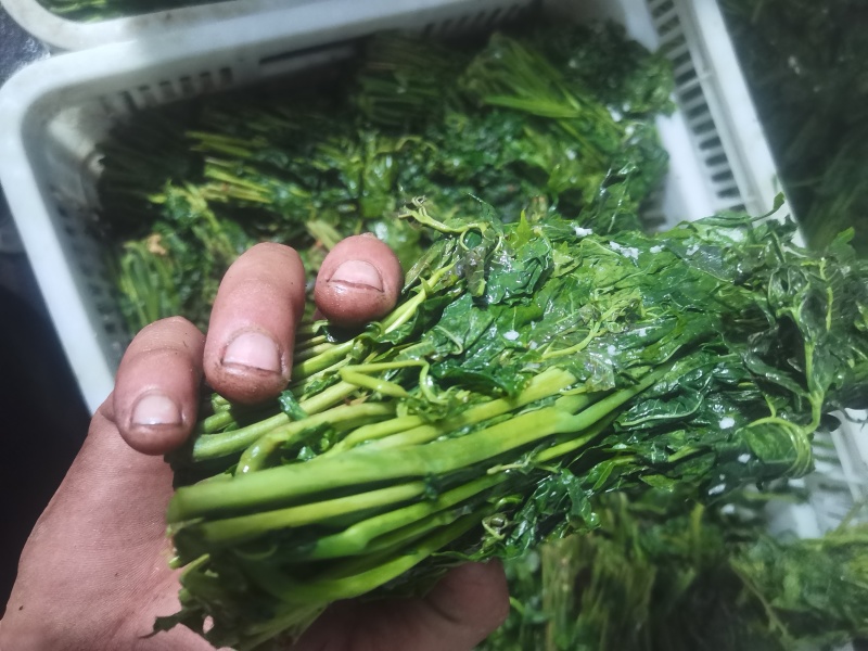 香椿，电商香椿咸菜全部现货，