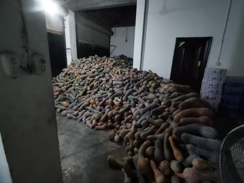 弯瓜黄狼南瓜粉糯面甜四川南瓜产地直供量大价优欢迎电联