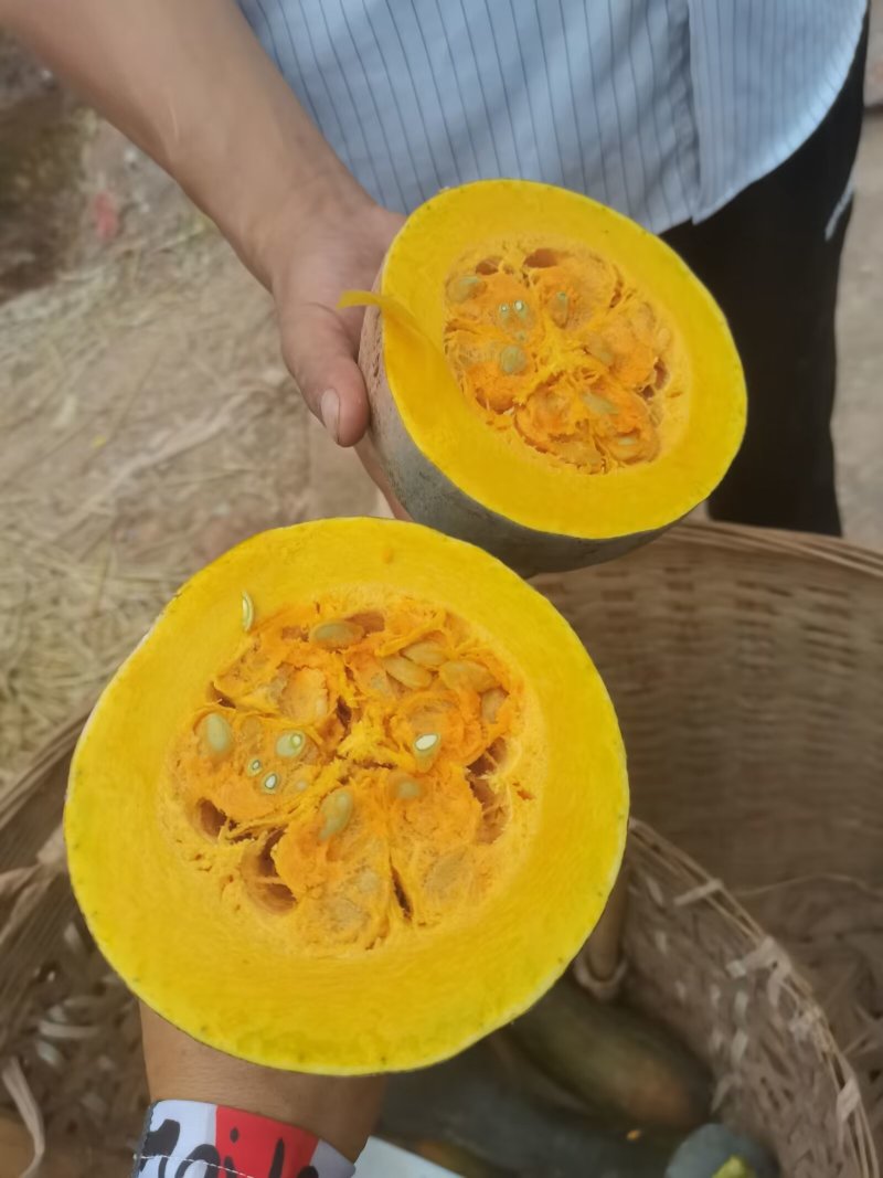 弯瓜黄狼南瓜粉糯面甜四川南瓜产地直供量大价优欢迎电联