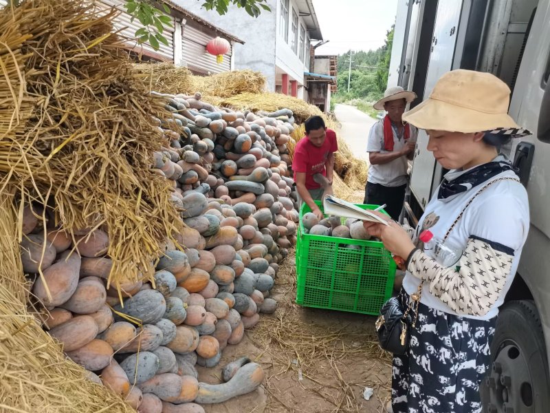 弯瓜黄狼南瓜粉糯面甜四川南瓜产地直供量大价优欢迎电联