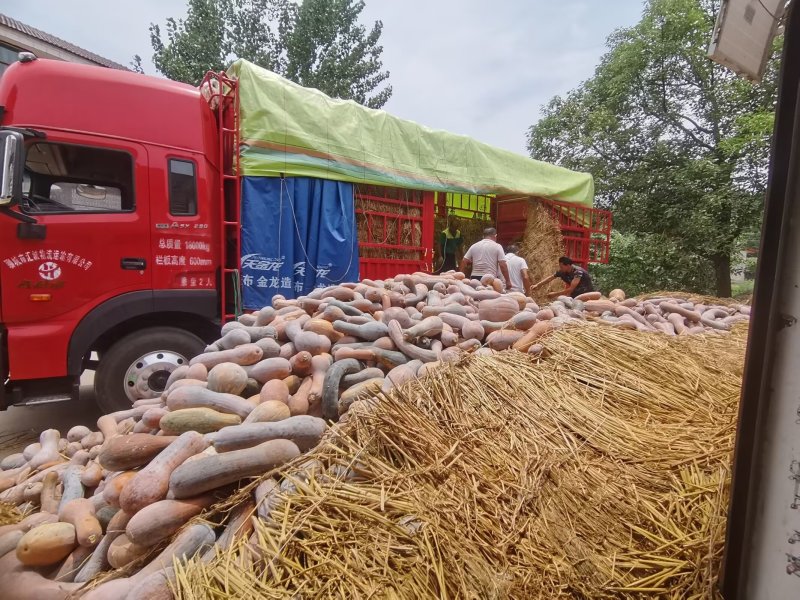 弯瓜黄狼南瓜粉糯面甜四川南瓜产地直供量大价优欢迎电联