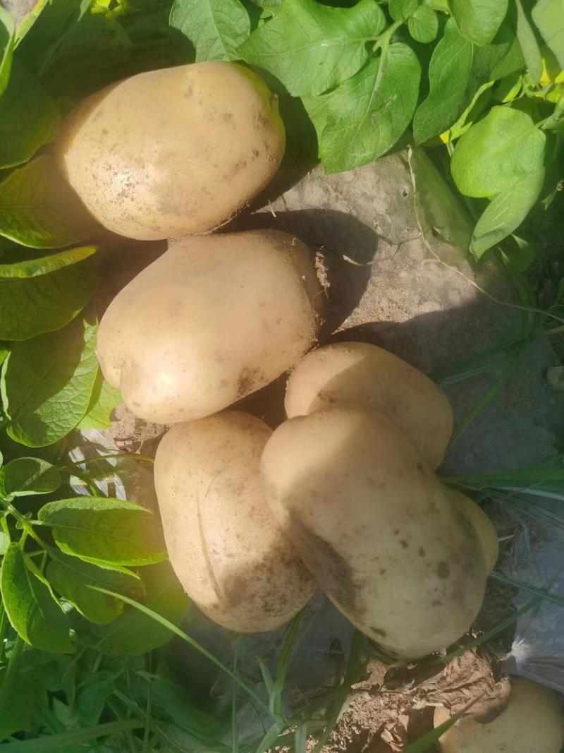 山东土豆荷兰十五土豆v7土豆货源充足价格不高