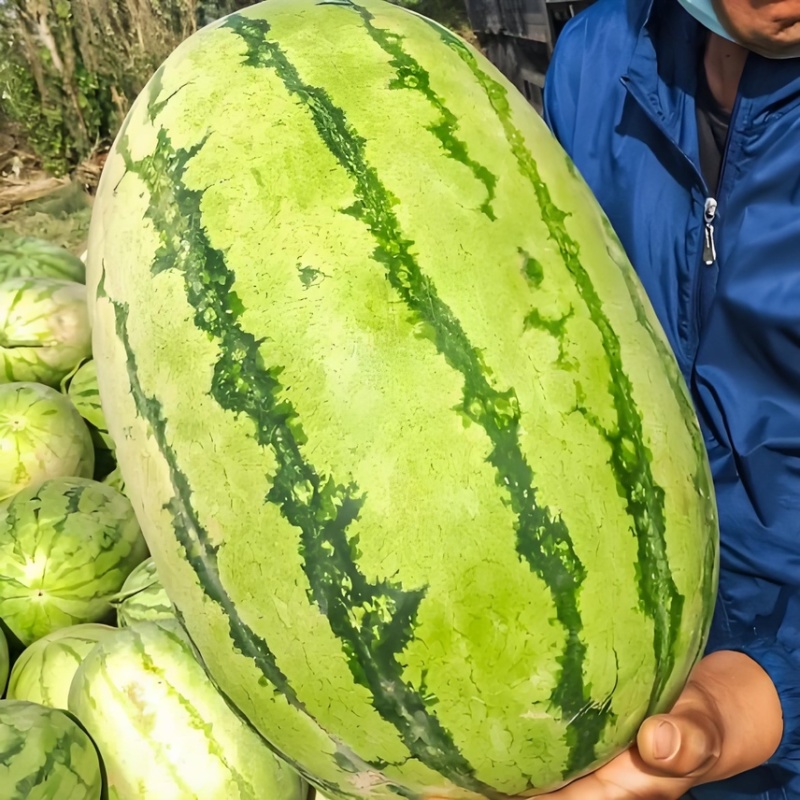 甘肃硒砂瓜，石头瓜，产地直发，欢迎来电选购