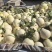 白甜瓜白沙蜜，大量上市，品质保证，对接全国客商