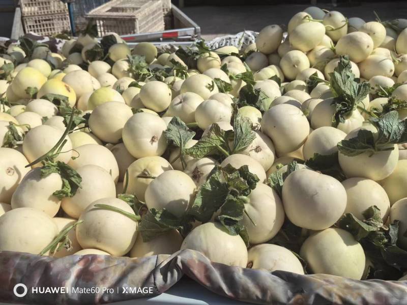 白甜瓜白沙蜜，大量上市，品质保证，对接全国客商