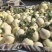 白甜瓜白沙蜜，大量上市，品质保证，对接全国客商