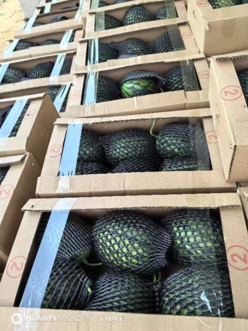 2K小糖丸西瓜，大量上市。欢迎各位老板前来选购