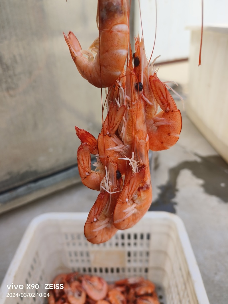 盐田大对虾煮熟后冷冻而成，肉质鲜嫩可口，直接可以食用。